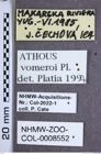 Etiketten zu Athous vomeroi (NHMW-ZOO-COL-0008552)